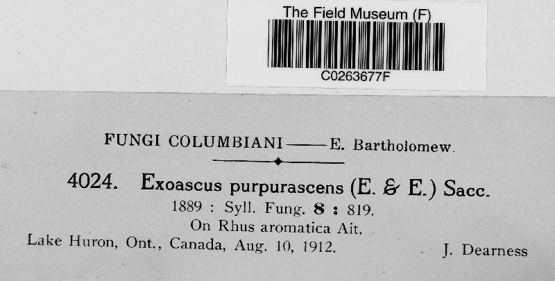 Exoascus purpurascens image