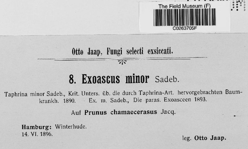 Exoascus minor image