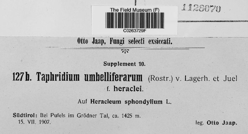 Taphridium umbelliferarum f. heraclei image