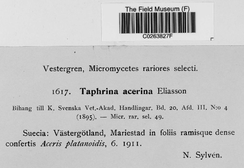 Taphrina acerina image
