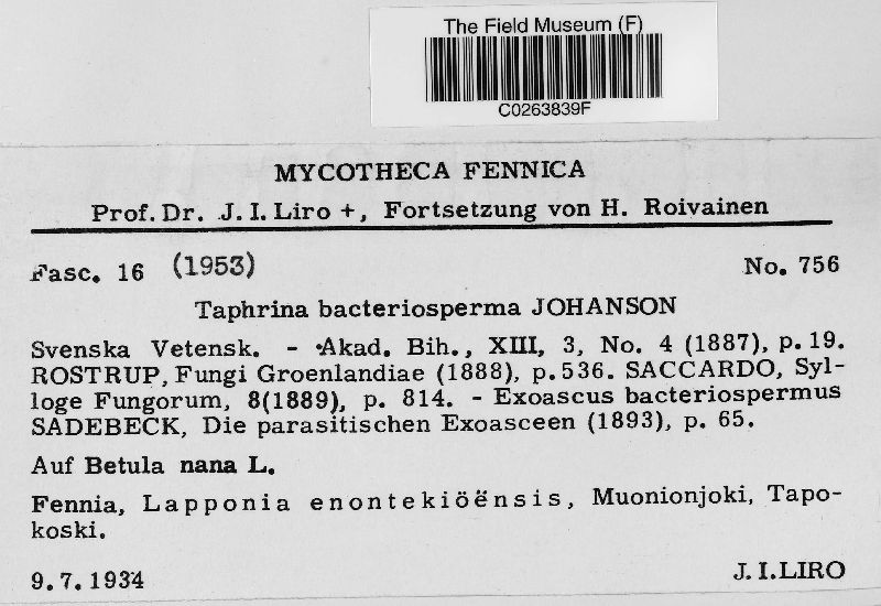 Taphrina bacteriosperma image