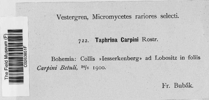 Taphrina carpini image