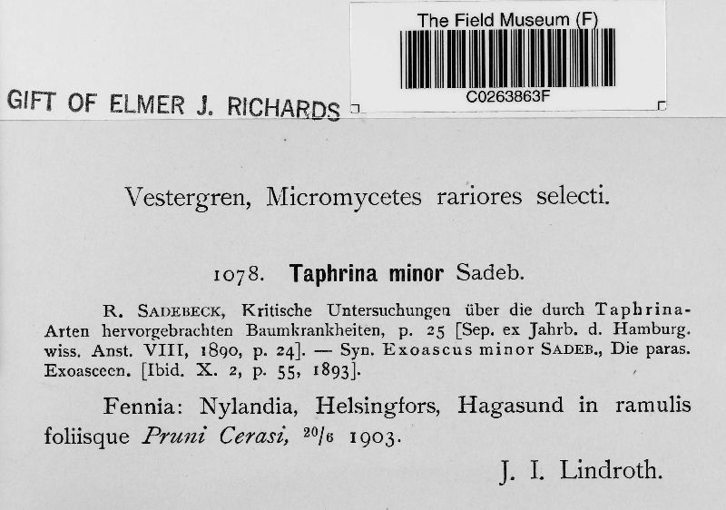Taphrina wiesneri image