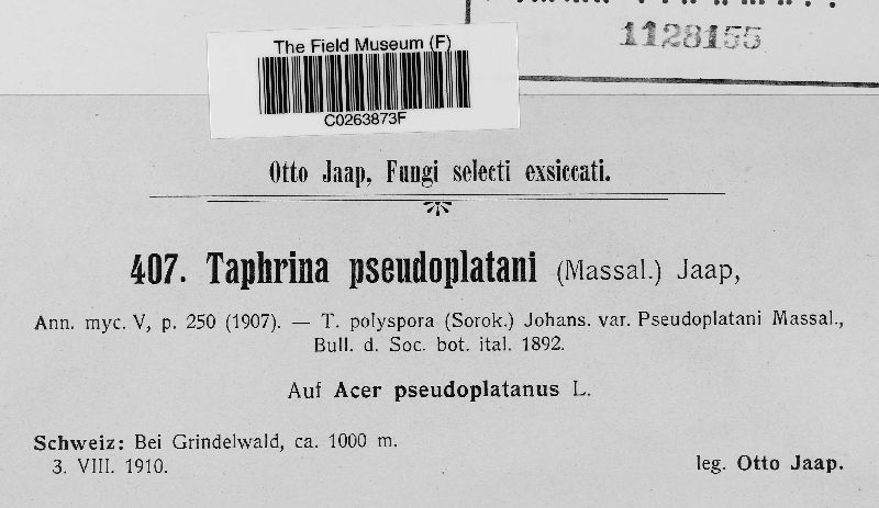 Taphrina pseudoplatani image