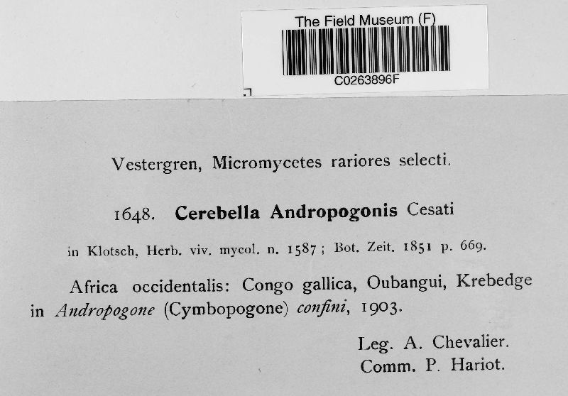 Cerebella andropogonis image