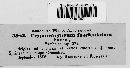 Cryptocoryneum fasciculatum image