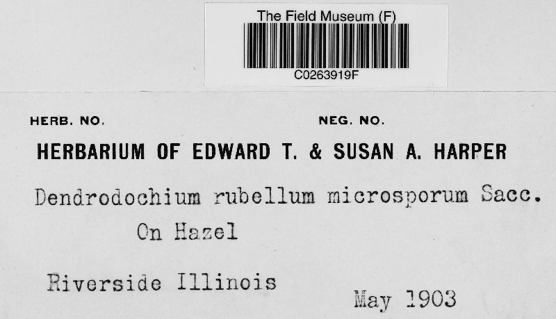 Dendrodochium rubellum var. microsporum image