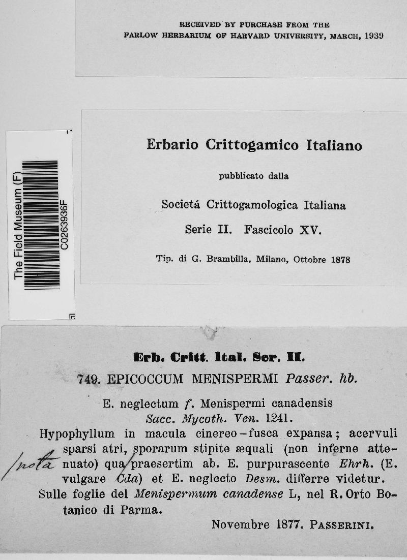 Epicoccum menispermi image