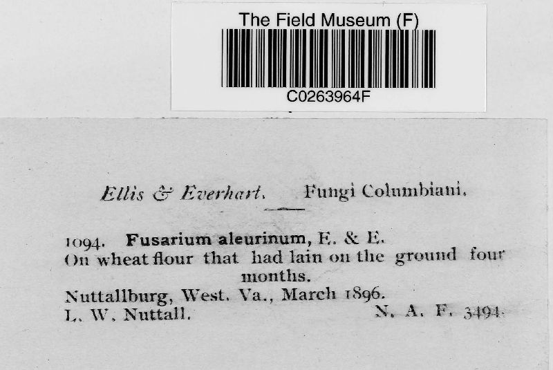 Fusarium aleurinum image