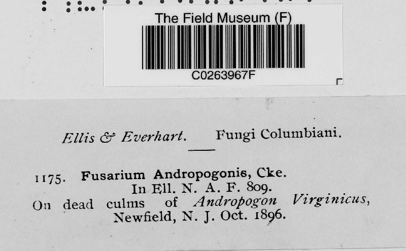 Fusarium andropogonis image