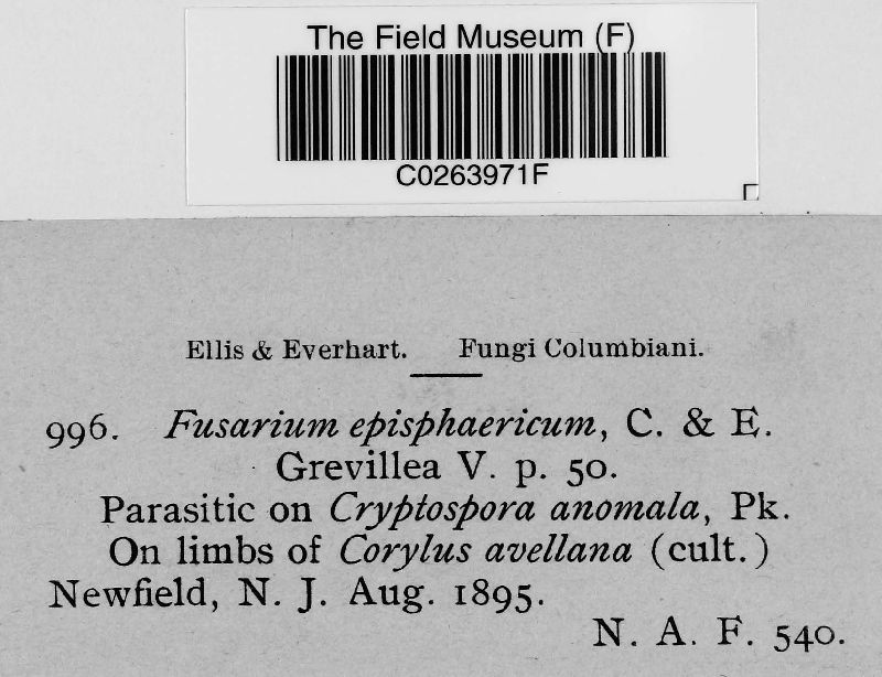 Fusarium episphaericum image