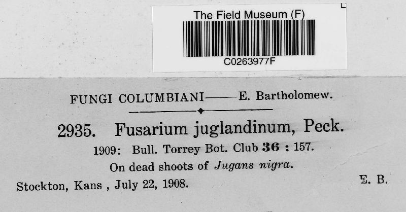 Fusarium juglandinum image