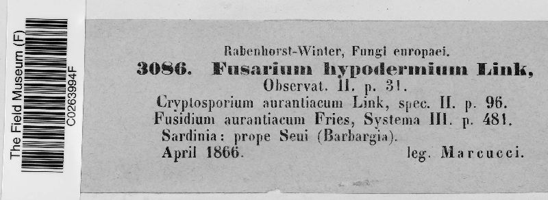 Fusarium hypodermium image