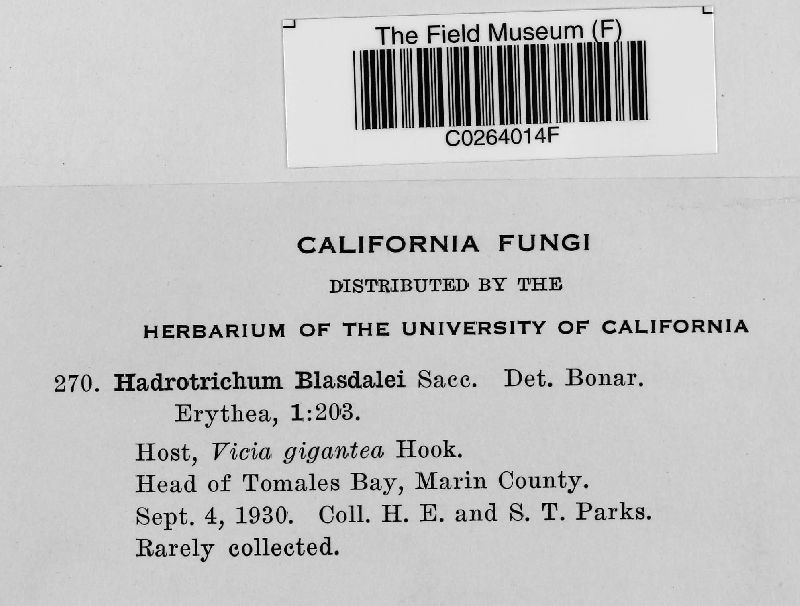 Hadrotrichum blasdalei image