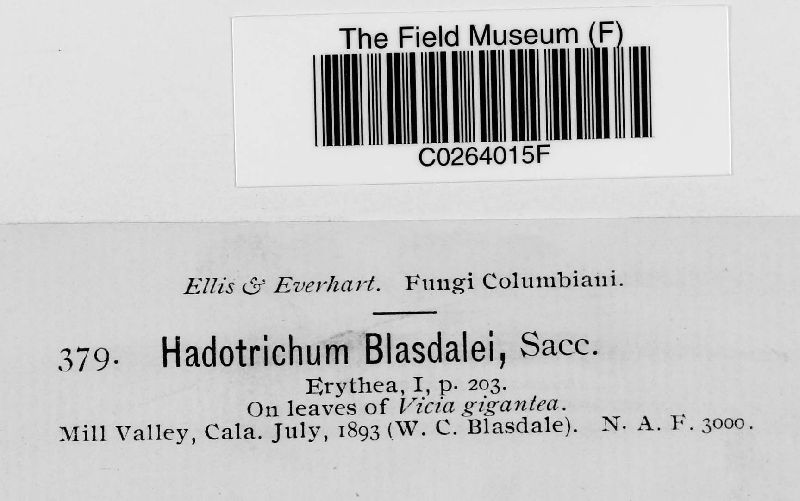 Hadrotrichum blasdalei image