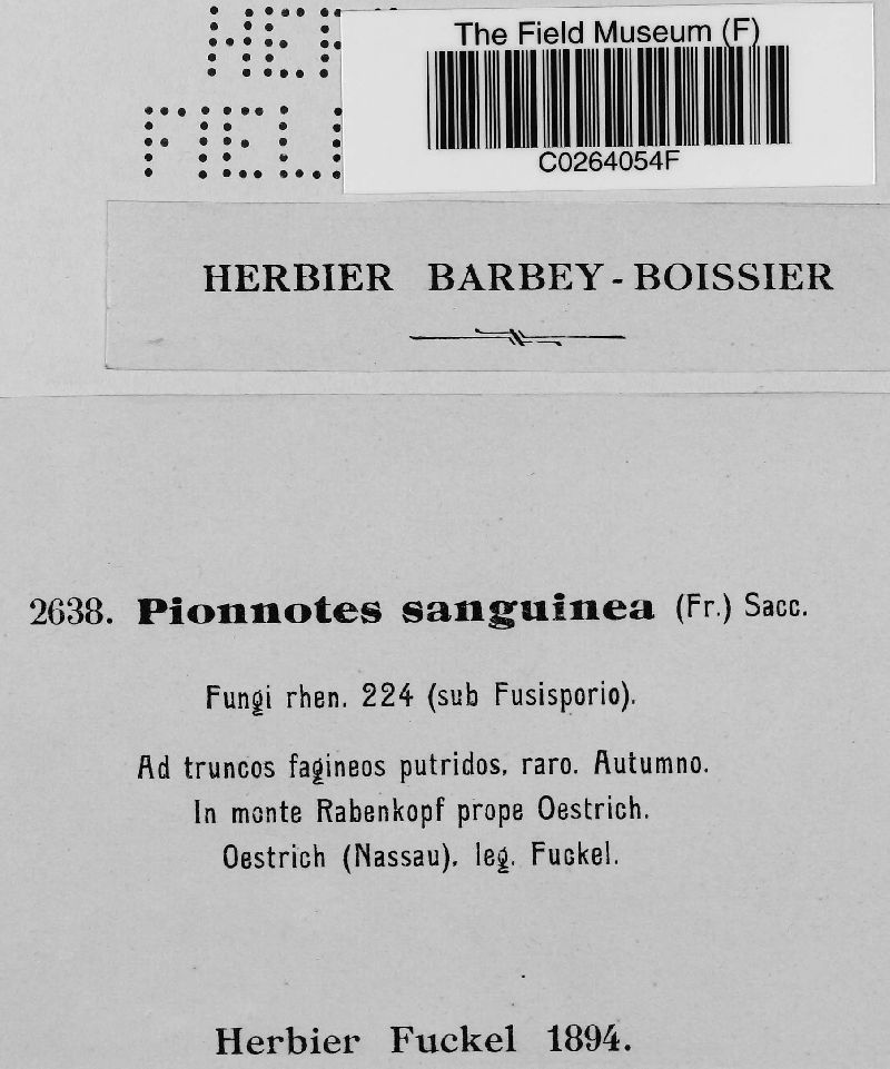Pionnotes sanguinea image