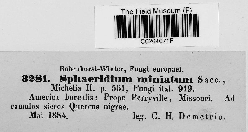 Sphaeridium miniatum image