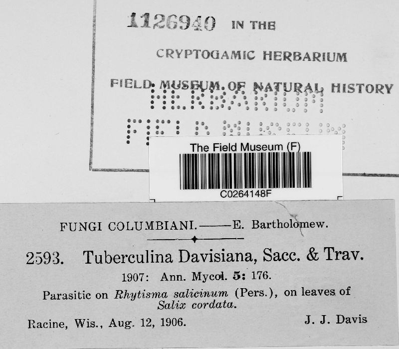 Tuberculina davisiana image