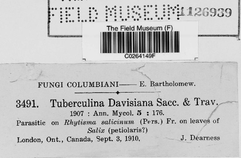 Tuberculina davisiana image