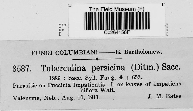 Tuberculina persicina image