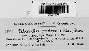 Tuberculina persicina image