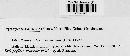 Tuberculina persicina image