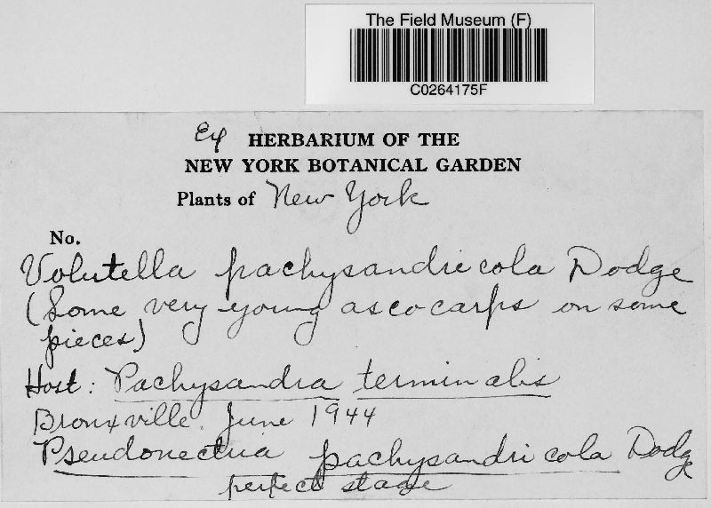 Pseudonectria pachysandricola image
