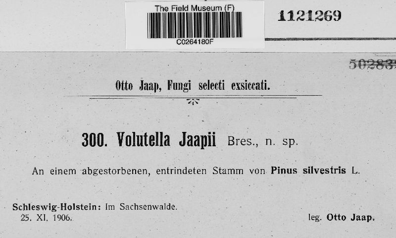 Volutella image