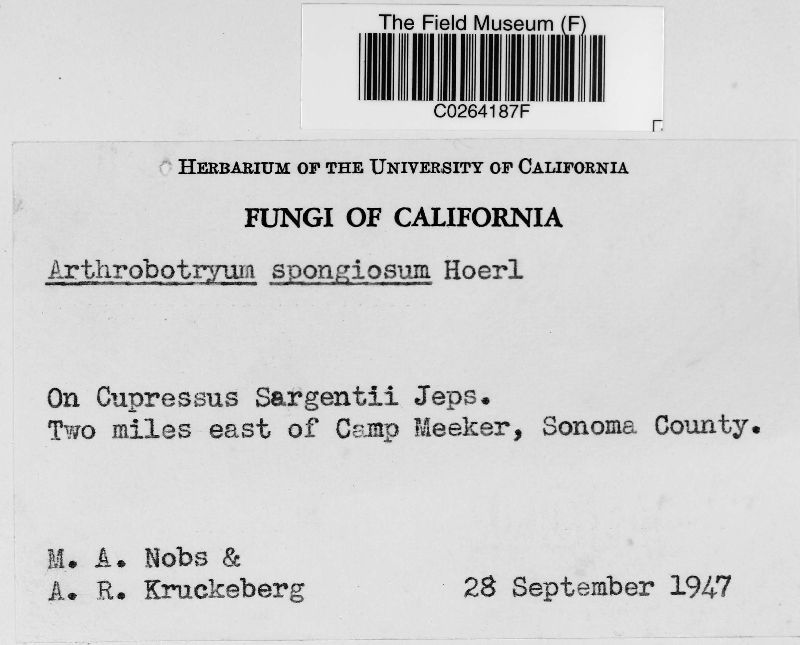 Capnocybe spongiosa image