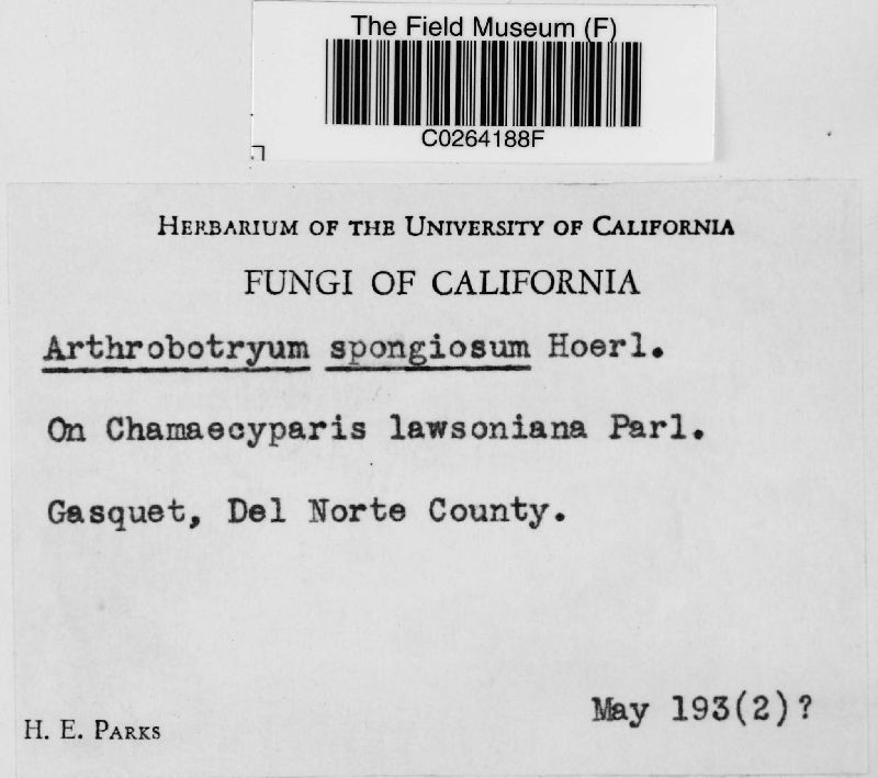 Capnocybe spongiosa image