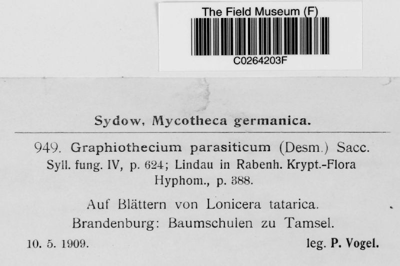 Graphiothecium image