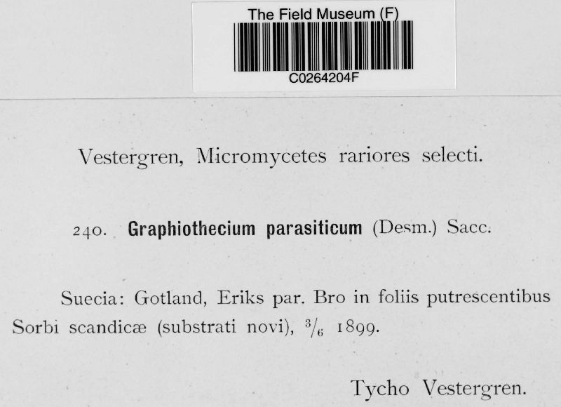 Graphiothecium image
