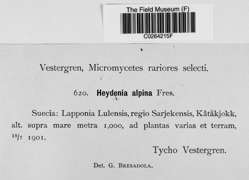 Heydenia alpina image