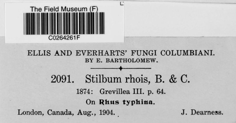 Stilbum rhois image
