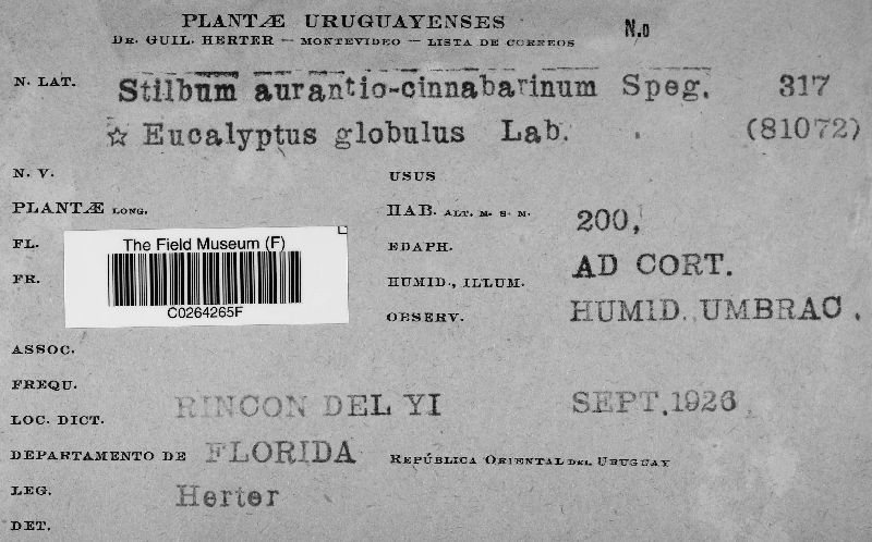 Stilbum aurantiocinnabarinum image