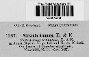 Drepanopeziza punctiformis image