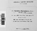 Nectria discophora image