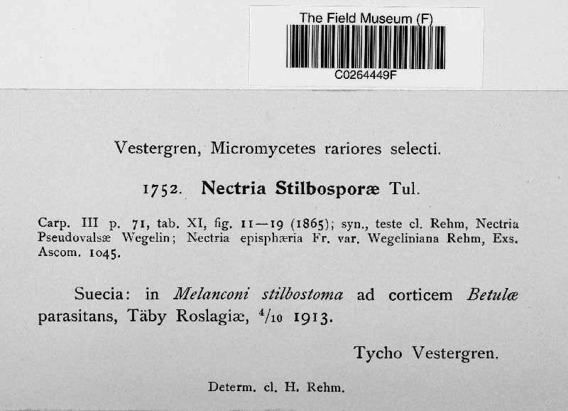 Nectria stilbosporae image