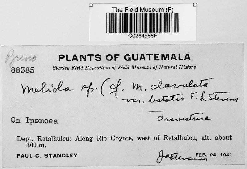 Meliola clavulata var. batatae image