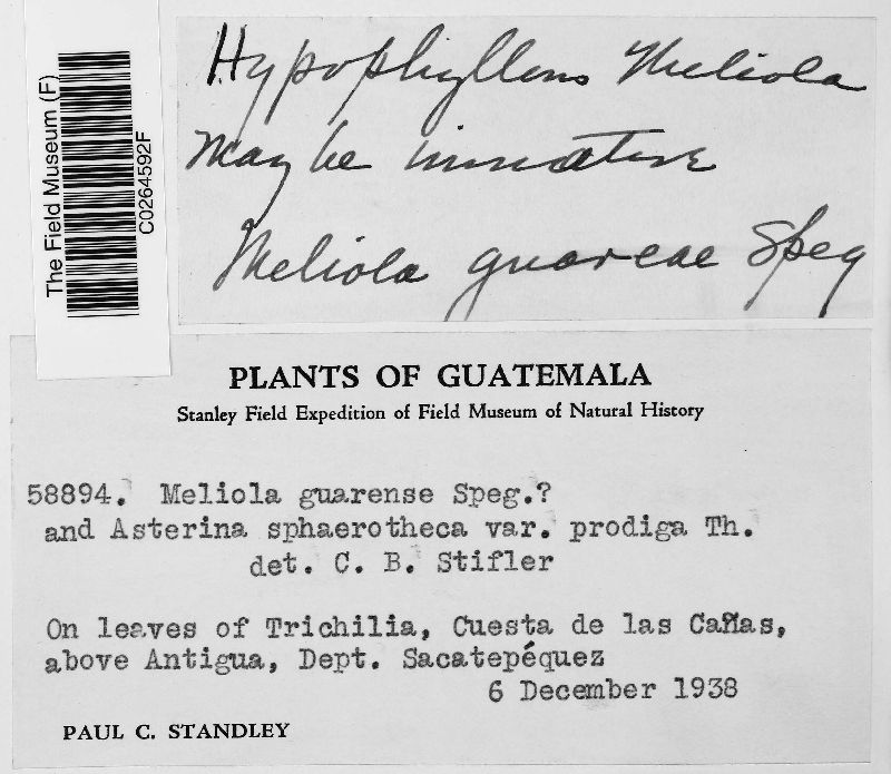Meliola guareae image