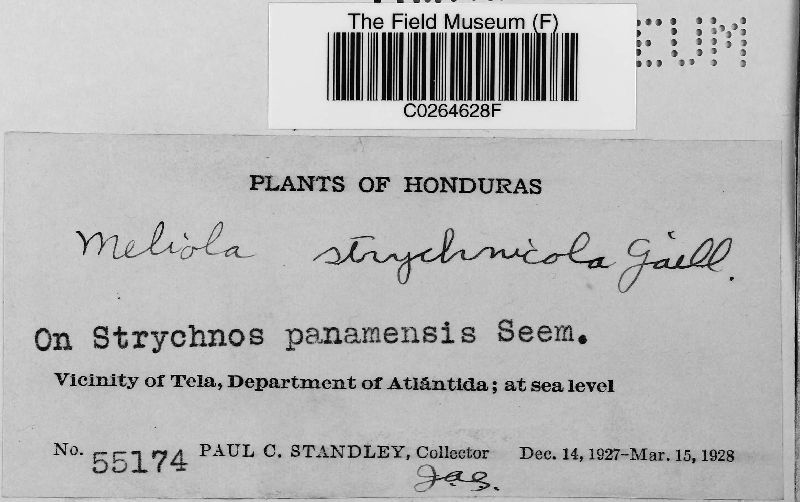 Meliola strychnicola image