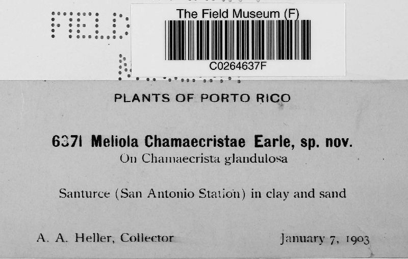 Meliola chamaecristae image