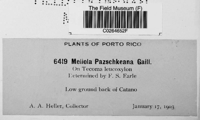 Meliola pazschkeana image