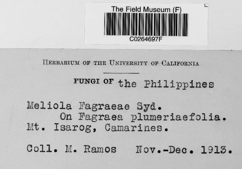 Meliola fagraeae image