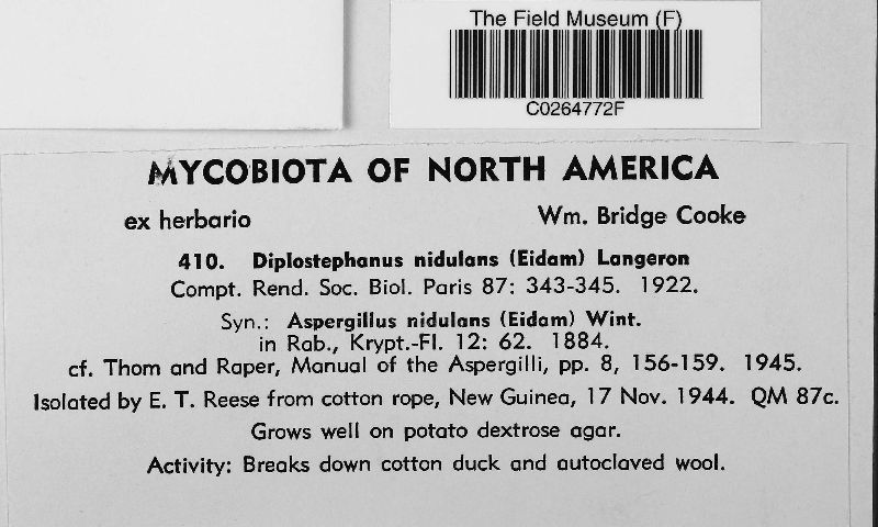 Diplostephanus nidulans image