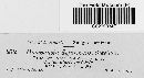 Doassansiopsis deformans image