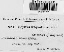 Entyloma compositarum image