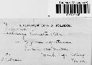 Eballistra lineata image