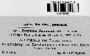 Entyloma ficariae image