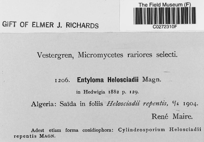 Entyloma helosciadi image
